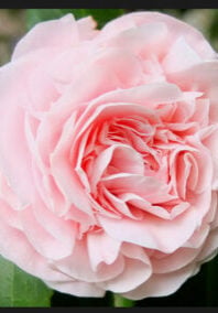 Flower Image D