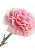 pink carnation 2